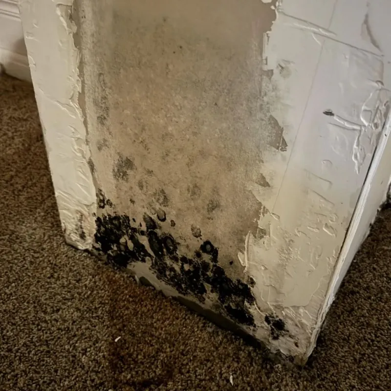 Professional Mold Removal in Lakewood Club, MI